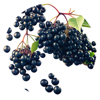 Elderberry