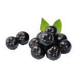 Elderberry