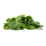 Moringa