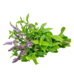 Thymus vulgaris