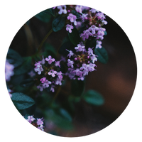 Thymus vulgaris