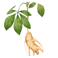 American ginseng
