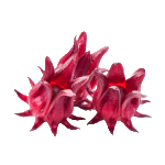 Hibiscus Rosa Sinensis Flower Extract