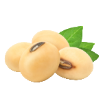Soy Isoflavones
